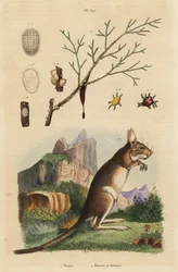 Kaphase, Lepus capensis, und Manna-Esche, Fraxinus ornus