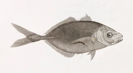 Caranx Lune, Nahaufnahme