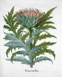 Cardoon, 1613