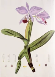 Cattleya labiata