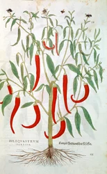 Cayennepfefferpflanze Capsicum