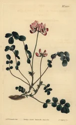 Chinesischer Tragant oder Dolden-Tragant, Astragalus sinicus