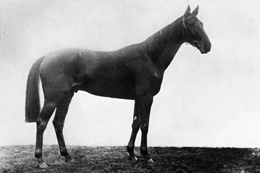 Weihnachts-Gänseblümchen, 1911