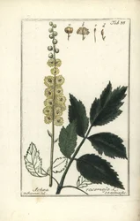 Cimicifuga Cimicifuga racemosa oder Traubensilberkerze, Actaea racemosa (Traubenförmige Actaea)