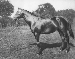 Gemeinsam, 19. Jahrhundert, 1911