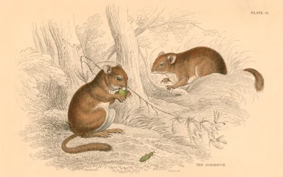 Haselmaus, Muscardinus avellanarius, überwinterndes Nagetier, 1828