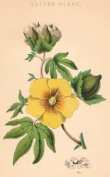 Baumwollpflanze, 19. Jahrhundert