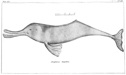 Delphinus Gangeticus Ganges-Flussdelfin, 1799