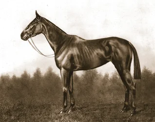 Züchtig, 1911