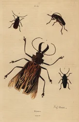 Dorysthenes paradoxus 1, Macrodontia cervicornis, gefährdet 2, Elateropsis lineatus 3 und Prionus versicolor 4