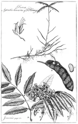 Durva Agrostis Linearis von Dr. Koenig, 1799