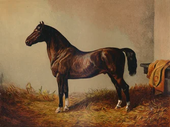 Gesamtes Pony Hack Don Carlos, ca. 1897
