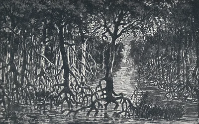 Äquatorialer afrikanischer Wald, 1924