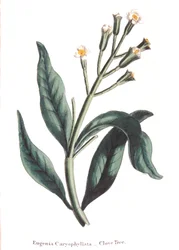 Eugenia caryophyllata - Nelkenbaum, 1823