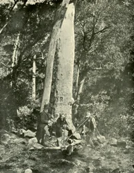 Eurobin-Fälle, Buffalo Mountains, 1901