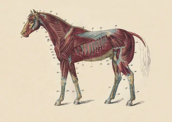 Äußere Muskeln und Sehnen des Pferdekörpers, ca. 1879