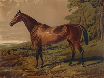 Schöne Nell, ca. 1879