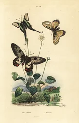 Falscher Apollo, Archon apollinus 1, Weißer Drachenschwanz, Lamproptera curius 2, und Klarsicht-Schwalbenschwanz, Cressida cressida 3, Sumpf-Herzblatt, Parnassia palustris 4