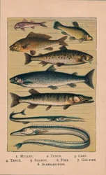 Fisch, 1907
