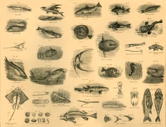 Fische, um 1910