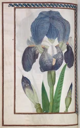 Florilegium: Seite 14 verso blaue und weiße Iris, 1608