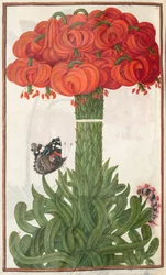Florilegium: Seite 18 verso Bouquet aus orangefarbenen Lilien