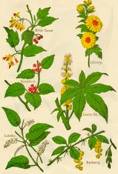 Blumen: Bittersüß, Faulbaum, Kubeben, Chicorée, Rizinus, Berberitze, ca. 1940