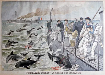 Französische Torpedoboote jagen Schweinswale, 1903