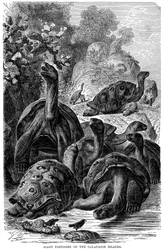 Riesenschildkröten der Galapagos-Inseln, die von Darwin beobachtet wurden, 1894
