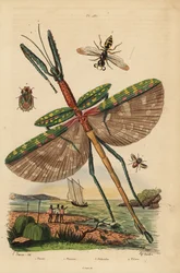 Goliath-Stabschrecke, Fliege, Bienenwolf, Rindenwanze