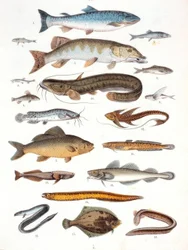 Grätenfische und Weichflosser