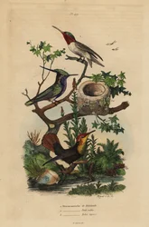 Grünkronen-Schopfhäherling, Stephanoxis lalandi, Rubinkehlkolibri, Archilochus colubris, und Rubintopaskolibri und Nest, Chrysolampis mosquitus