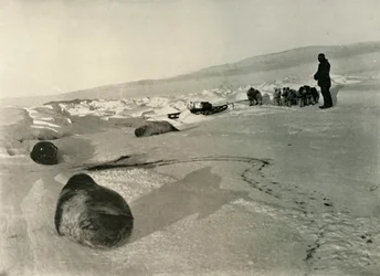 Transport von Robbenfleisch für die Winterquartiere, um 1908, 1909