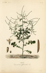 Hederich