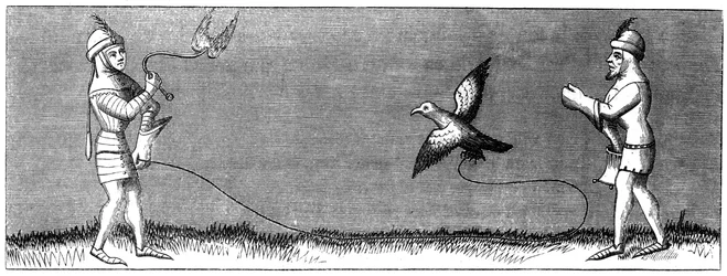 Wie man einen jungen Falken trainiert