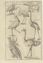 Illustration aus dem Buch Beschreibung des Vorgebirges der Guten Hoffnung und der darauf wohnenden Hottentotten von Kolb, Peter und herausgegeben von Peter Conrad Monath (de, 1745)