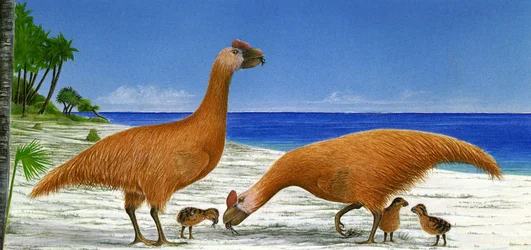 Illustration von Sylviornis neocaledoniae