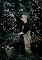 In einem der fruchtbaren Obstgärten Ontarios, um 1934