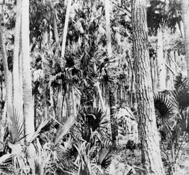 Im Dschungel, Indien, um 1900er Jahre