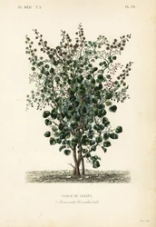 Indische Beere, Anamirta cocculus