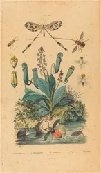 Insekten und Blumen