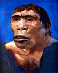 Java-Mensch Pithecanthropus erectus