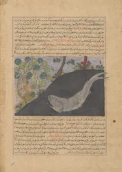 Jona und der Wal, Folio aus einem Majma