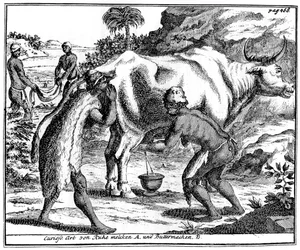 Khoikhois melken Kühe und machen Butter, Südafrika, 18. Jahrhundert 1931