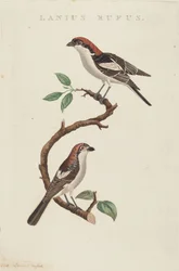 Lanius rufus