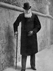 Leopold II., König der Belgier, 1909