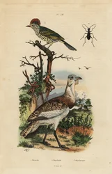 Kleine Braune Trappe und Scharfschnabel