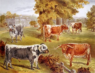 Longhorn-Rinder im Besitz von Sir John Harpur-Crewe, Calke Abbey, 1885
