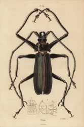 Macrotoma hayesii Käfer