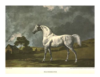Mambrino, um 1779, um 1955